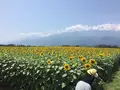 明野のひまわり畑の写真_211669