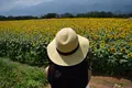 明野のひまわり畑の写真_211670