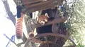 旭川市 旭山動物園の写真_212012