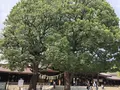 明治神宮の写真_212405
