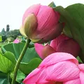 長沼の写真_213295