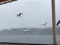 浄土ヶ浜の写真_213402