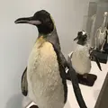 男鹿水族館GAOの写真_213417