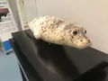 男鹿水族館GAOの写真_213420