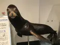 男鹿水族館GAOの写真_213421
