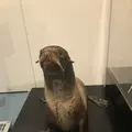 男鹿水族館GAOの写真_213422
