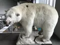 男鹿水族館GAOの写真_213424