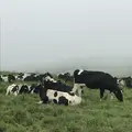 音更町の写真_213553
