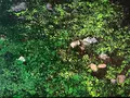 マッカウス洞窟の写真_213676