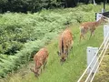 知床五湖の写真_213824