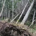 知床五湖の写真_213828