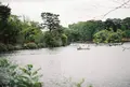 洗足池公園の写真_214507