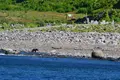 ルシャ湾の写真_214634