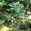 知床五湖の写真_214645