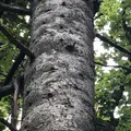 知床五湖の写真_214647