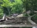 小田代ヶ原の写真_215502