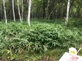 小田代ヶ原の写真_215510