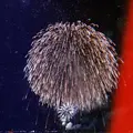 長岡まつり大花火大会の写真_215554