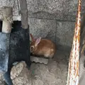 月うさぎの里の写真_215954