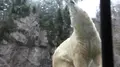 旭川市 旭山動物園の写真_216556