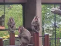旭川市 旭山動物園の写真_216558
