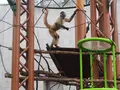 旭川市 旭山動物園の写真_216559