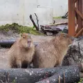 旭川市 旭山動物園の写真_216592