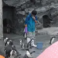 旭川市 旭山動物園の写真_216596