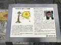 奇跡の一本松の写真_216628