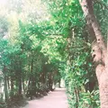 ガンガラーの谷 ケイブカフェの写真_217453