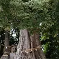 揖夜神社の写真_217720