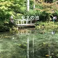 モネの池（名もなき池）の写真_217969