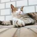 壺屋やちむん通りの写真_218416