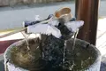 加賀　山中温泉　菊の湯の写真_218746