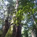 白山比咩神社の写真_219149