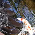郡上八幡の写真_219205