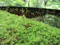 木谷沢渓流の写真_21942