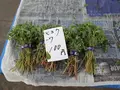 鎌倉市農協連即売所の写真_220056