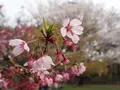 大宮公園の写真_221492