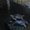 【閉館】東京タワー水族館の写真_221604
