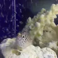 【閉館】東京タワー水族館の写真_221618