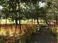 曼珠沙華公園の写真_222170