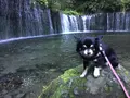 白糸の滝の写真_222934
