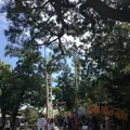 桜ケ池の写真_223082