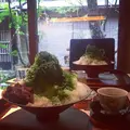 丸久小山園 西洞院店の写真_224026