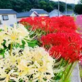 いきいき公園の写真_224307