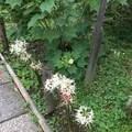 瑞泉寺の写真_224640
