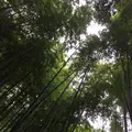 報国寺（竹寺）の写真_224642
