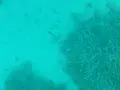 川平湾の写真_224773