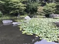 伊勢山皇大神宮の写真_226356